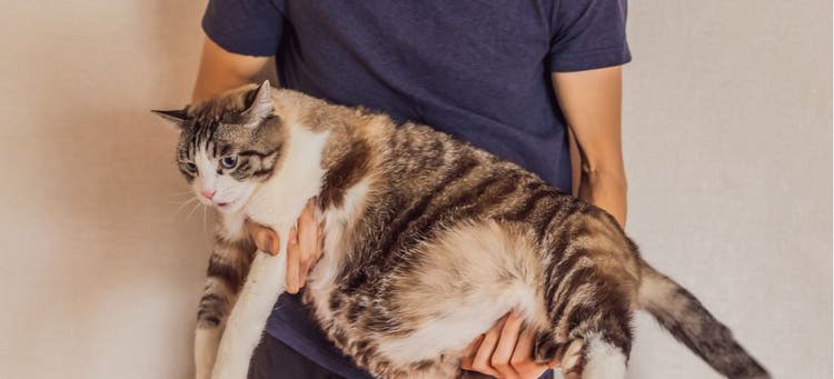 A man holds his overweight cat.