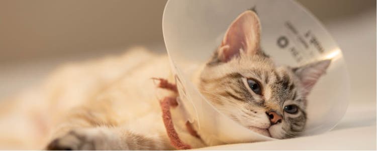 A cat in recovery from an incision wearing a cone.