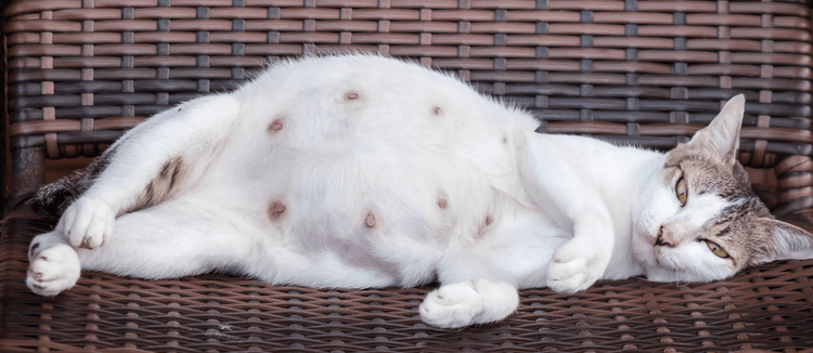 A pregnant white and grey cat on its side, facing the camera.