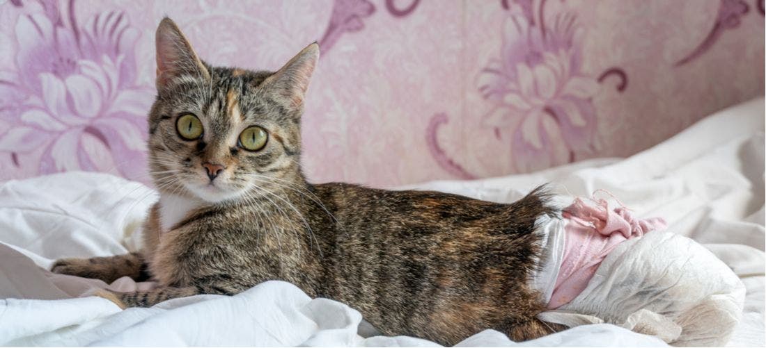 Slipped Capital Femoral Epiphysis & Femoral Head Surgery (FHO) in Cats