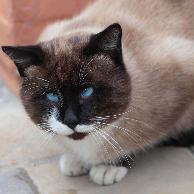 strabismus in cats