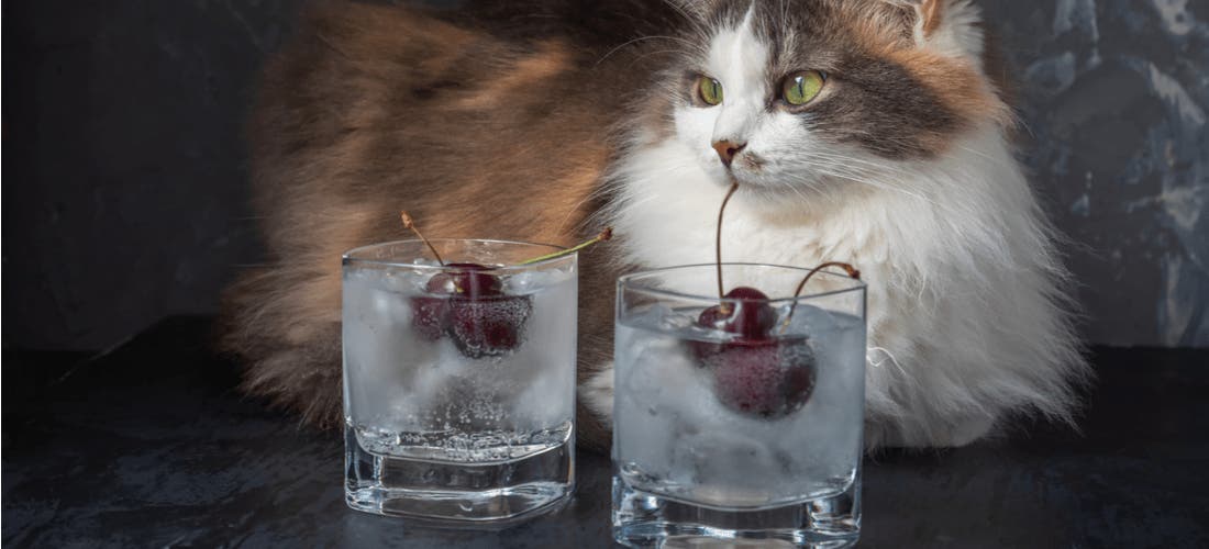 Can Cats Drink Soda? PetPlace