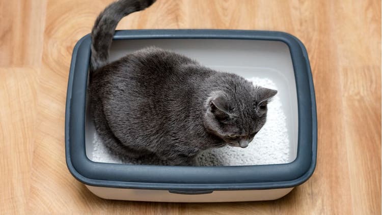 Cat Poop