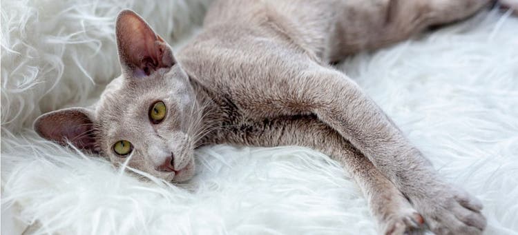 A beautiful Lilac Oriental Cat.
