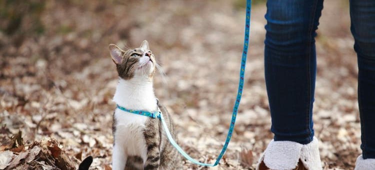 Can you take a cat for a walk?