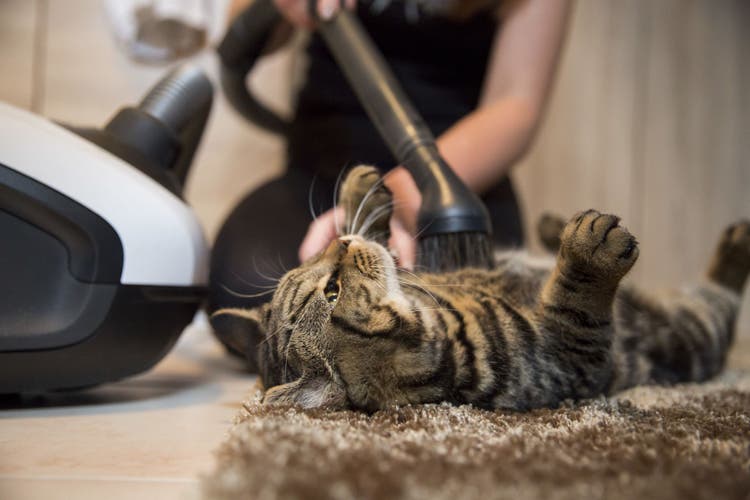 Dealing with Cat Hair