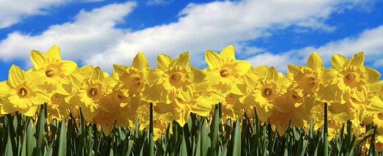 Daffodils are one of many dangerous plants for cats.