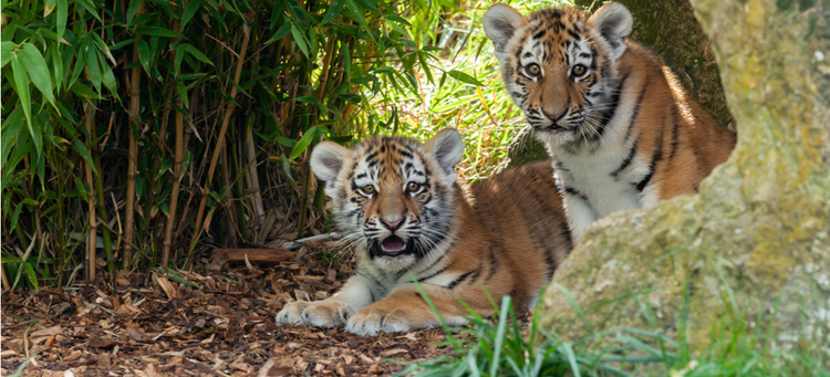 Two adorable tiger cubs, finding shelter beneath a tree.