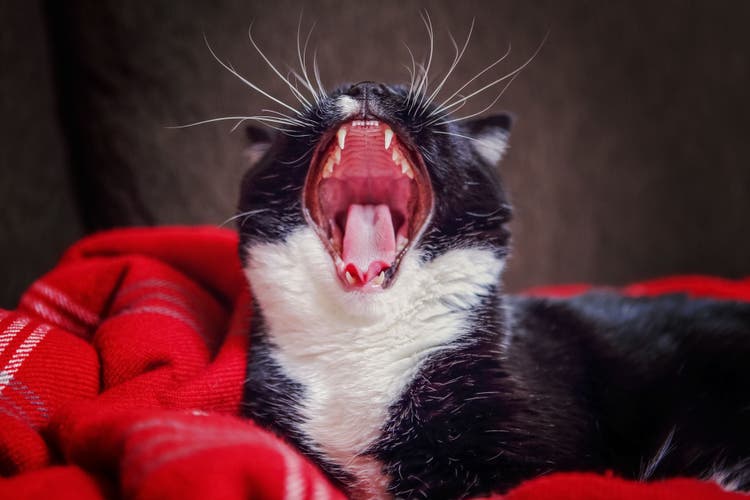 Hairballs in Cats