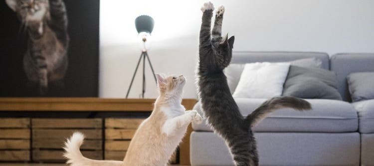 It's Answer Your Cat's Questions Day.