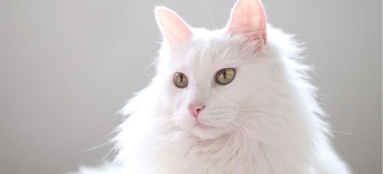 A beautiful white cat poses for a picture.