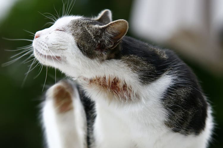 Allergy Testing in Cats
