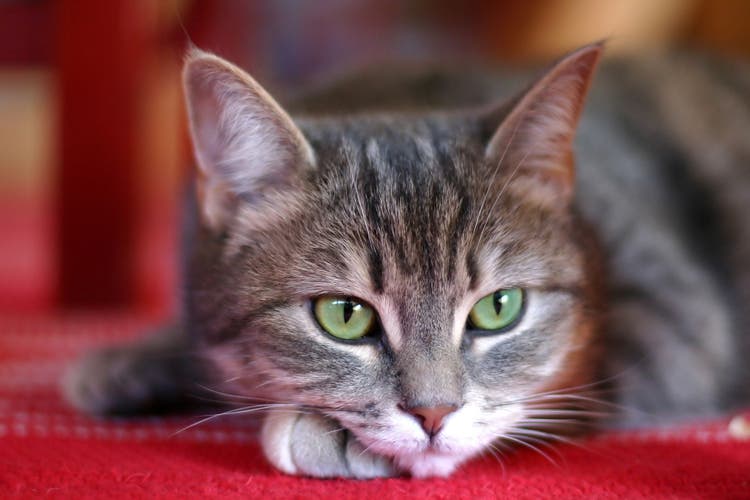 skin growth in cats