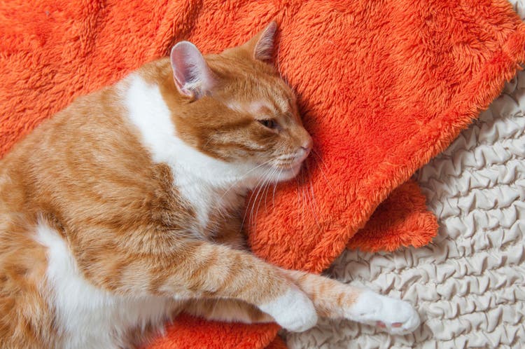 vomiting in cats