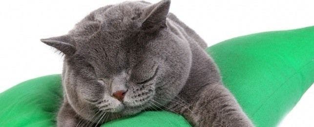 facial swelling in cats