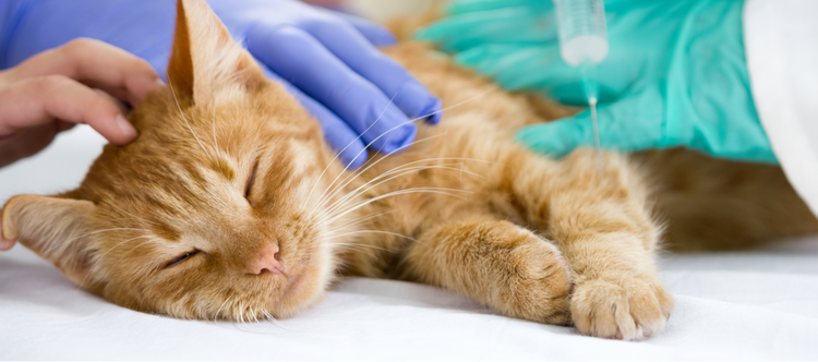 A cat receiving treatment for diabetes.