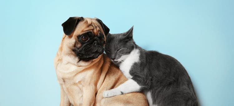 5 ways to improve your pet's dental health.