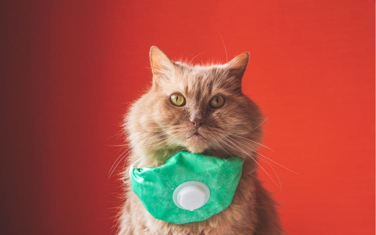 Cat wearing facemask because of COVID-19.
