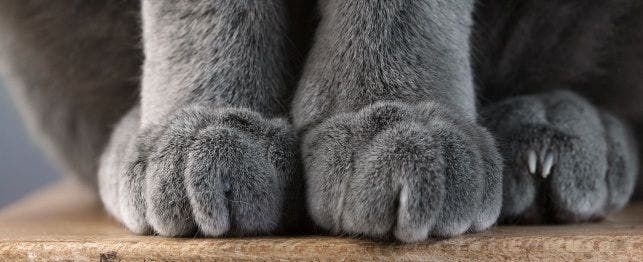 Cat foot sales
