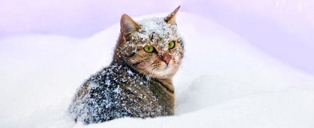 how cold is too cold for cats