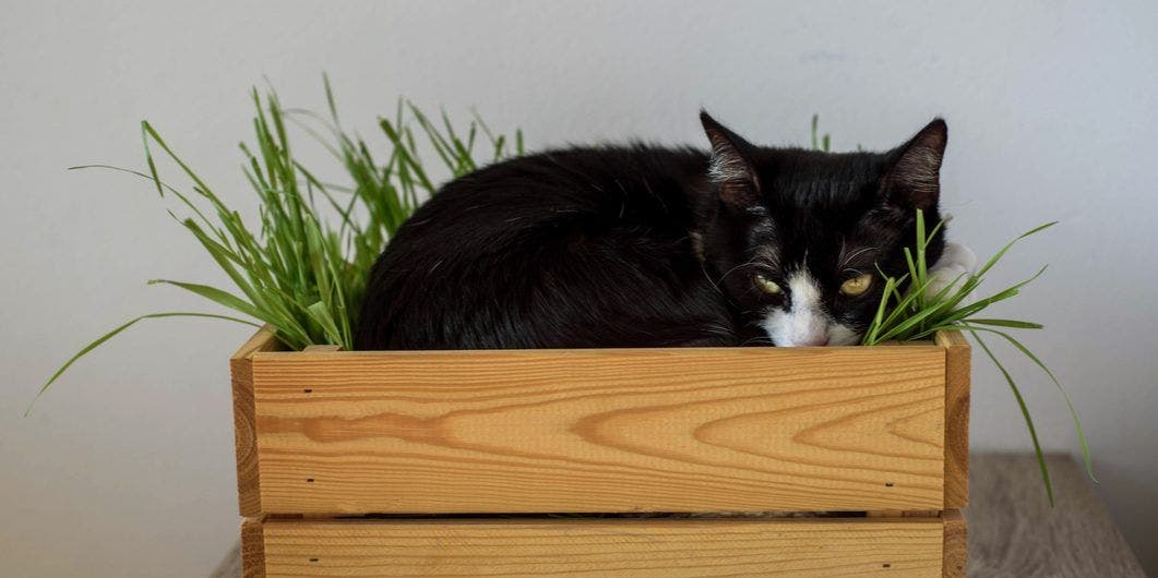 Vitamin D Deficiency in Dogs and Cats