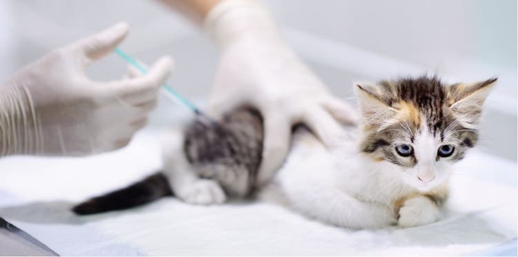 Kittens need vaccination to survive viral infection.