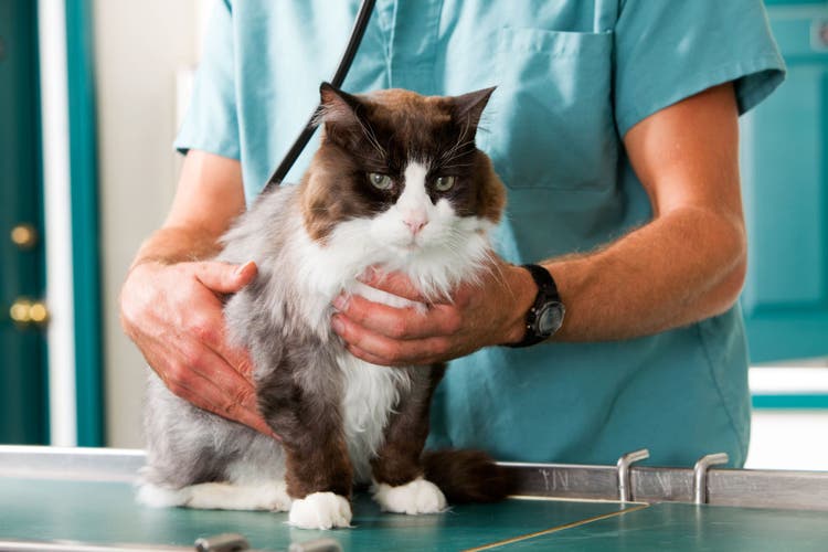 hematochezia in cats