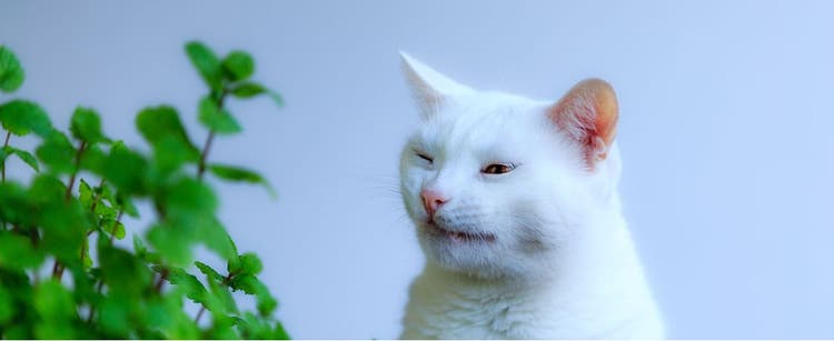 A white cat reverse sneezes while outdoors.