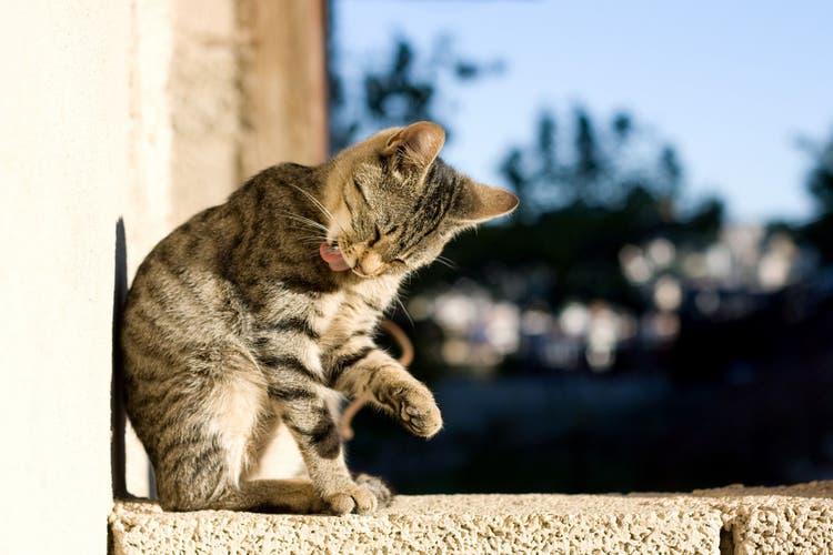 Tabby cat grooming itself. Selective focus.