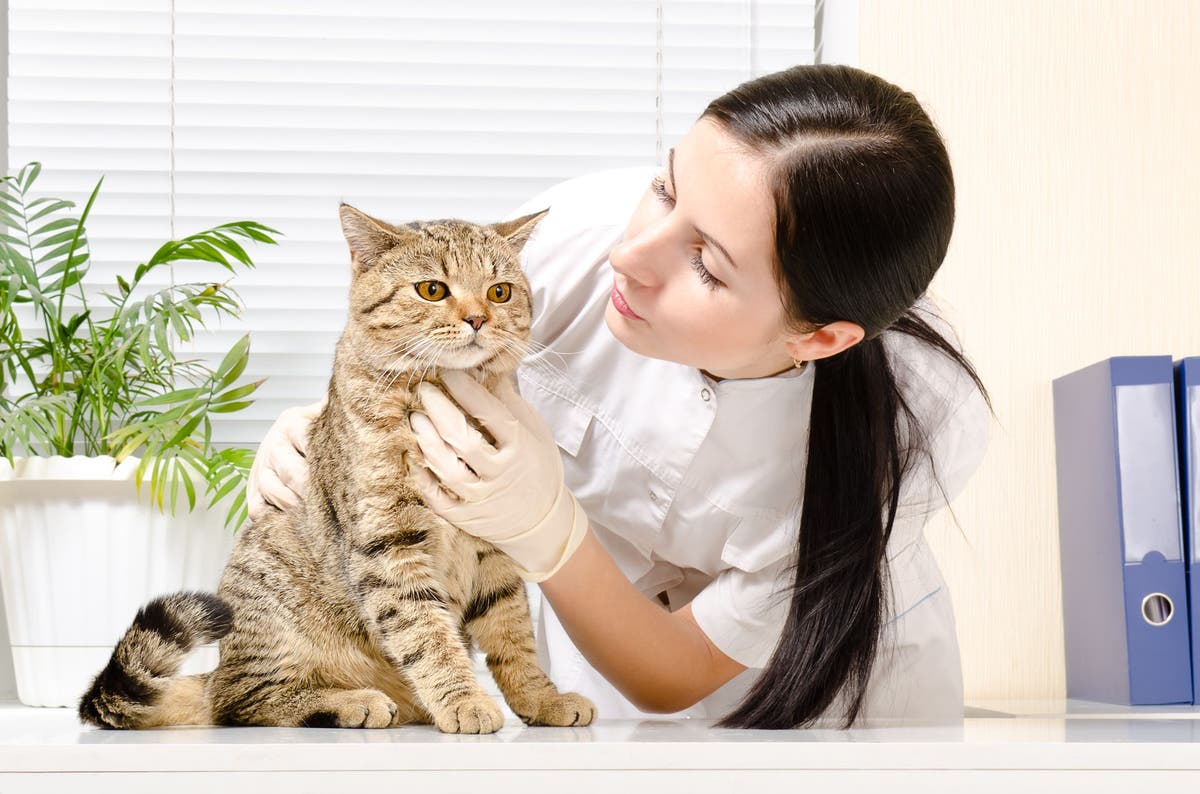 Understanding Blood Work The Complete Blood Count (CBC) for Cats