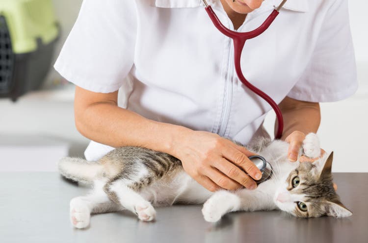 fracture of the pelvis in cats