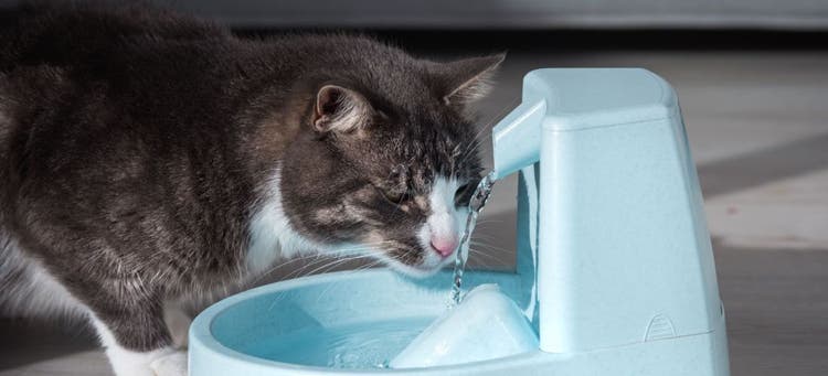 Keeping your cat hydrated.