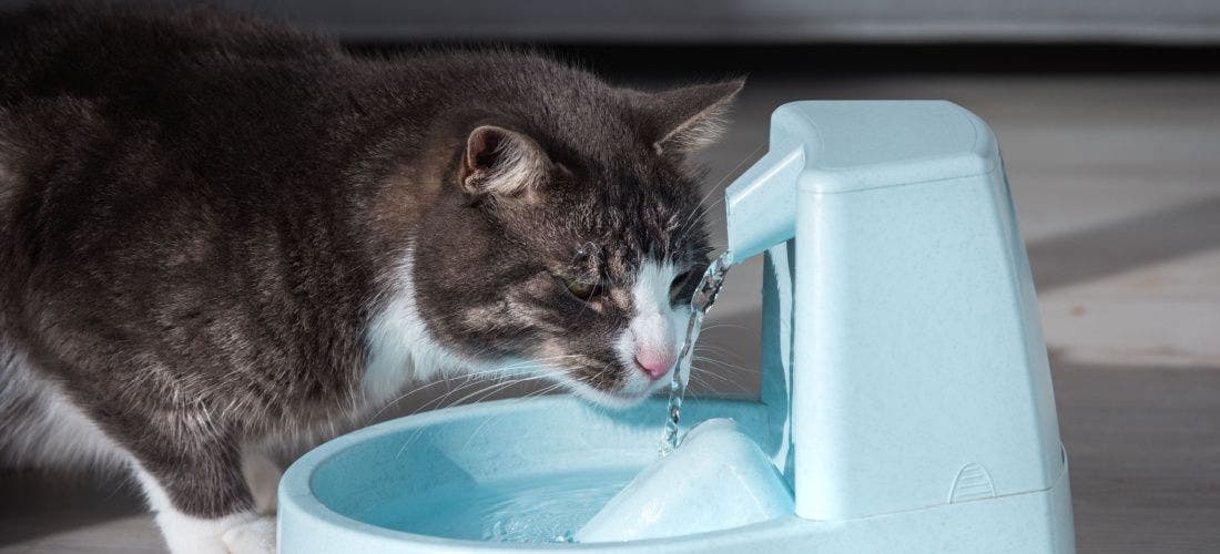 How to Keep Your Cat Hydrated PetPlace