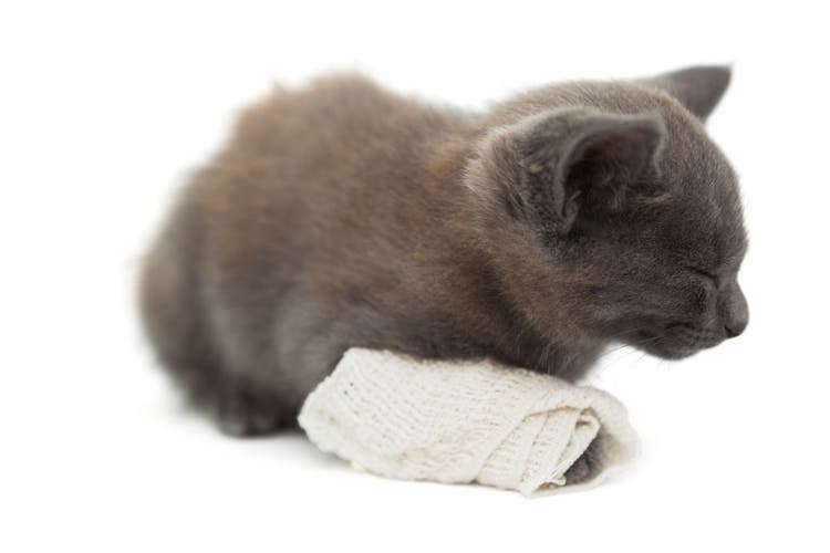 Home care for the cat with a laceration