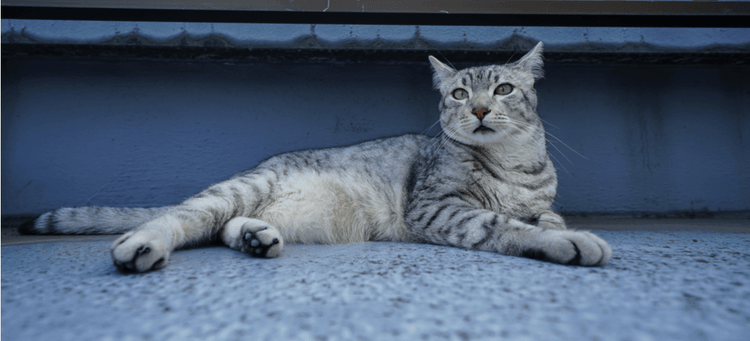 An Egyptian Mau cat lying down, exposing its primordial pouch.