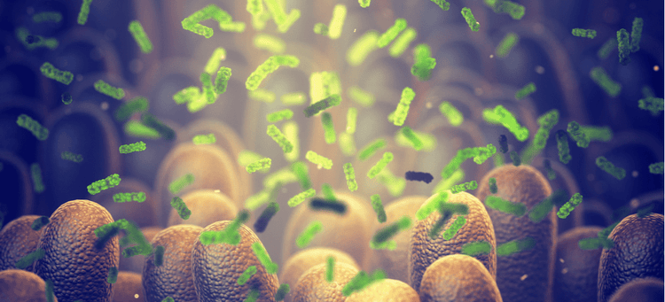 Probiotics can support gastrointestinal health in cats.