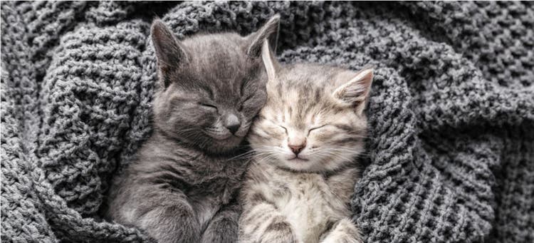 Two cats snuggling.