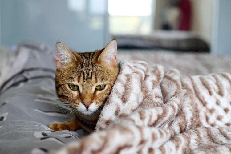 Top Household Poisons Affecting Cats
