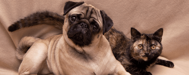 A dog and cat relax on the couch together.