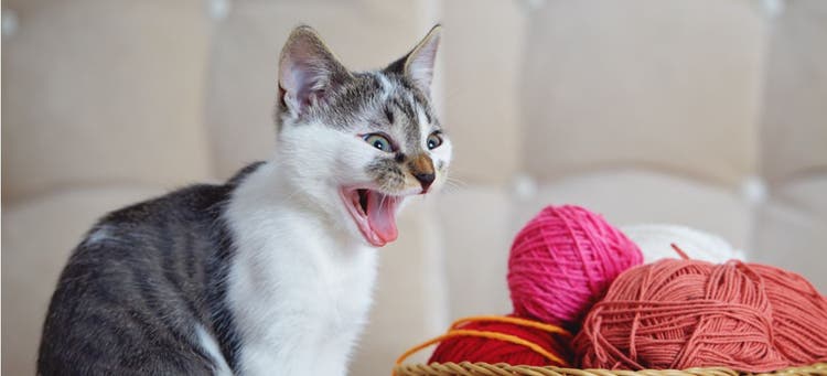 A cat meowing at a basket of yarn, which is not a safe cat toy.