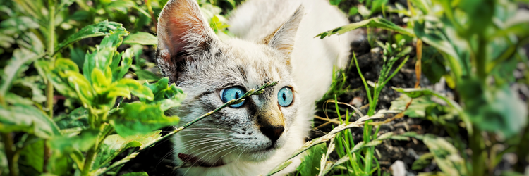 A cat relaxes in the garden.