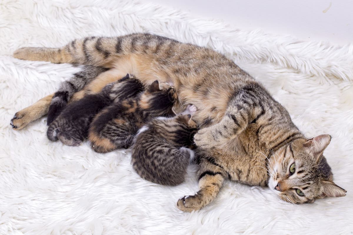 How Many Kittens Can A Cat Give Birth To