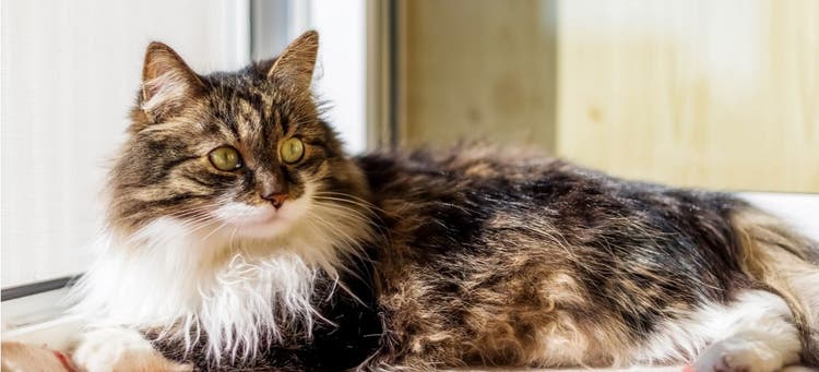 A white and brown cat with dysphagia.