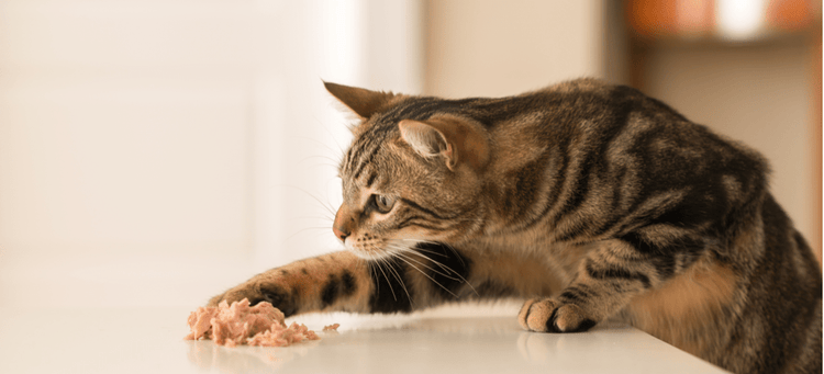 Picky cat needs to gain weight deals