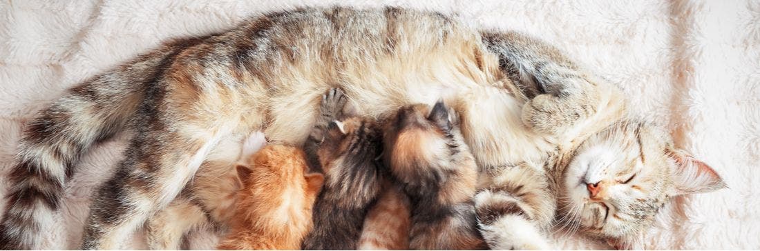 Pregnant Cat & Newborn Kitten Facts - Furry Friends