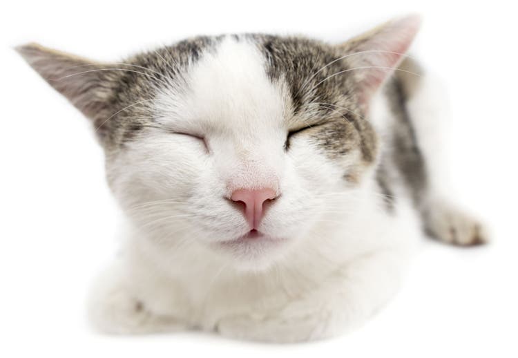 enucleation in cats