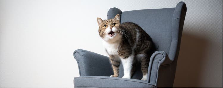 A cat sits and meows.