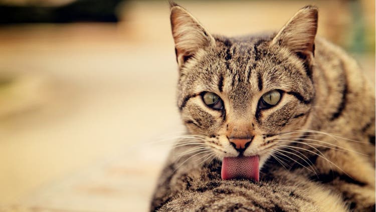 Cat grooms itself.