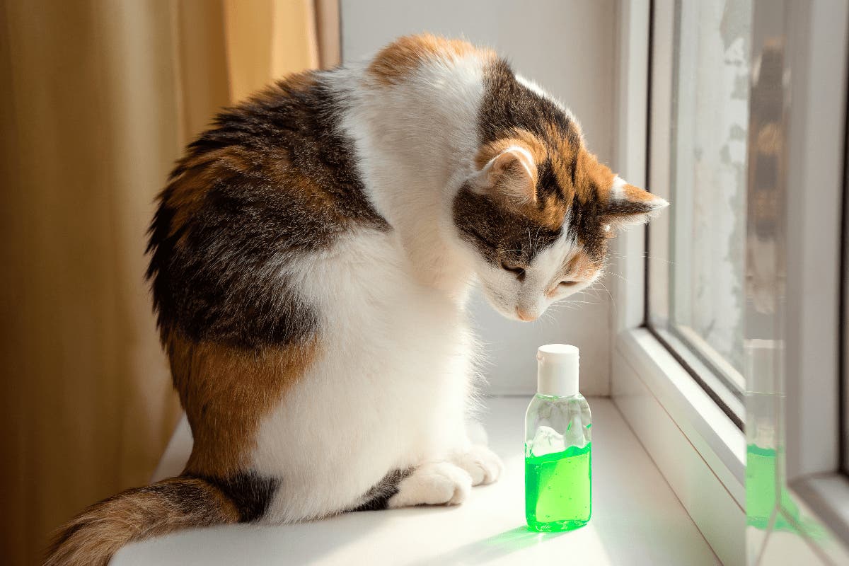 Hand Sanitizer Toxicity in Cats
