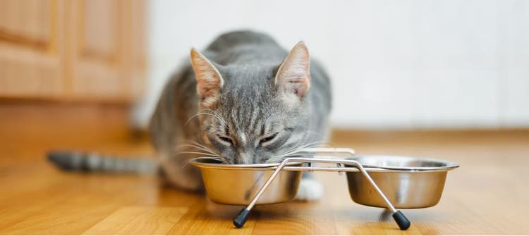 A cat eats from its silver bowl.